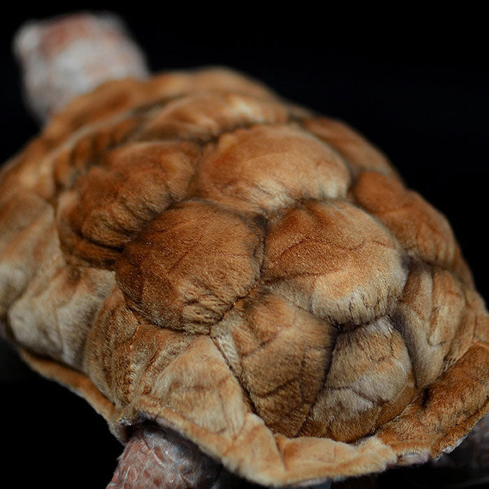 Galapagos tortoise simulation tortoise doll cute tortoise doll simulation animal plush toy