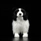 Simulation dog doll cute border collie doll simulation animal plush toy model gift