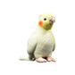 Xuan Feng yellow parrot doll parrot doll simulation animal plush toy model gift