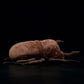Imitation unicorn plush toy doll original insect series doll
