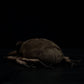 Simulation spade armor plush toy doll original insect series doll