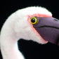 Lovely American red stork super cute flamingo doll simulation red stork plush toy gift gift 21CM