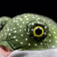 Cute tuna doll simulation green tuna doll super cute puffer fish marine animal plush toy gift