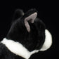 Tail list export New Zealand small black bulldog simulation dog simulation animal plush toys