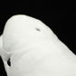Cute white whale doll simulation white whale doll simulation animal plush toy model gift