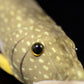Cute pike doll simulated white spotted pike doll simulated animal plush toy model gift