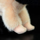 Super cute black pig cute little pig doll simulation pig simulation animal plush toy 20CM
