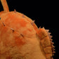 Cute Fish doll simulation lantern fish doll deep sea  Marine plush toy gift