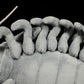 Simulation King's Foot Bug Plush Toy Doll Giant Deep Sea Big Tick Doll Simulation Plush Toy Model