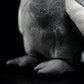 Xuan Feng parrot doll parrot doll simulation animal plush toy model gifts